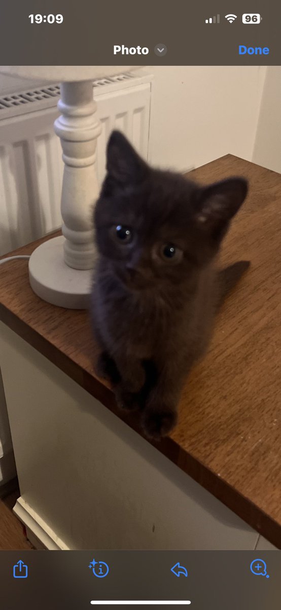 Premier Pet Butler tweet media