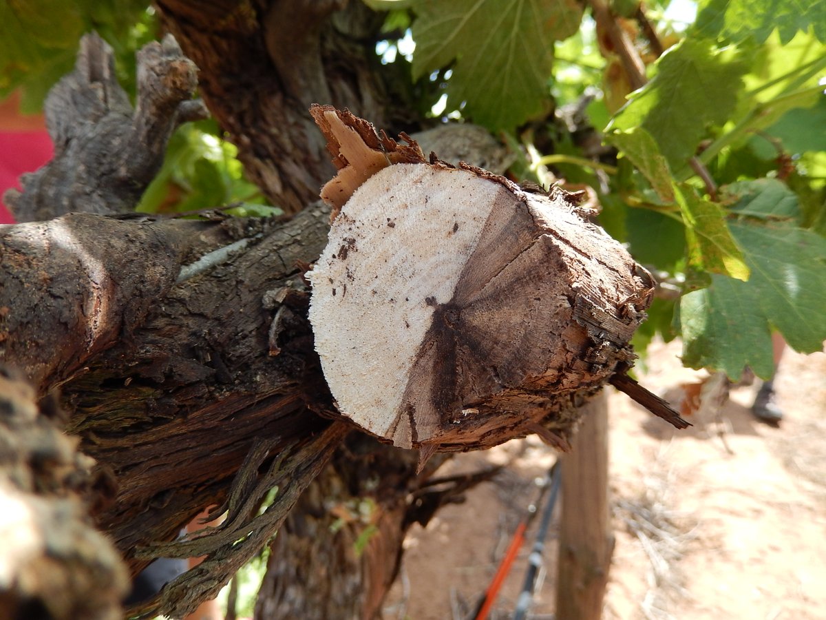 AAFC_Canada's tweet photo. Grapevine trunk diseases are no fun-gi, but #GCAggie Dr. José Ramón Úrbez-Torres has growers covered with sustainable practices to protect their vineyards: https://t.co/7gvMOuhL5b #ScienceGrowsOn https://t.co/q5dTr0dA16