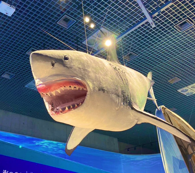 国立科学博物館の「海展」見てきました。
メガマウスの口が大きかったです。 