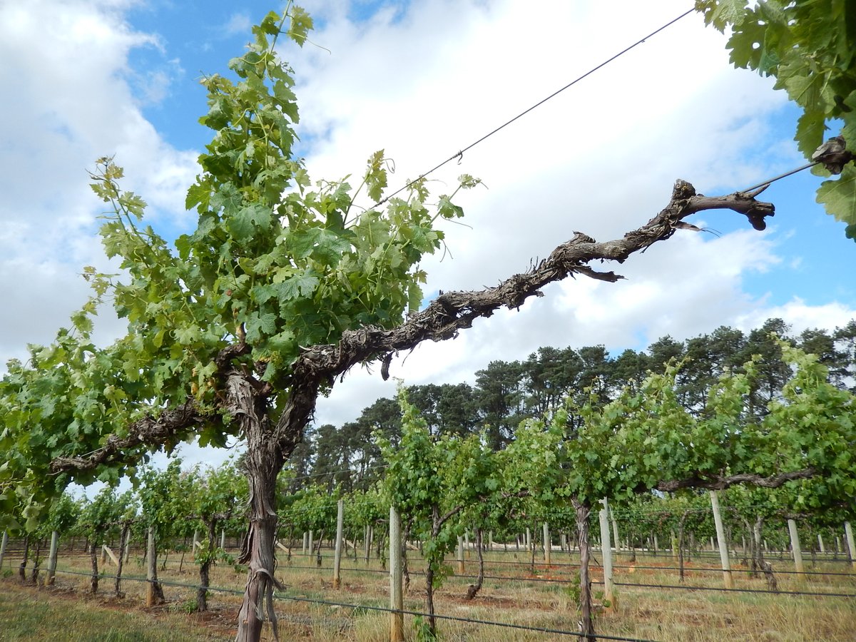 AAFC_Canada's tweet photo. Grapevine trunk diseases are no fun-gi, but #GCAggie Dr. José Ramón Úrbez-Torres has growers covered with sustainable practices to protect their vineyards: https://t.co/7gvMOuhL5b #ScienceGrowsOn https://t.co/q5dTr0dA16