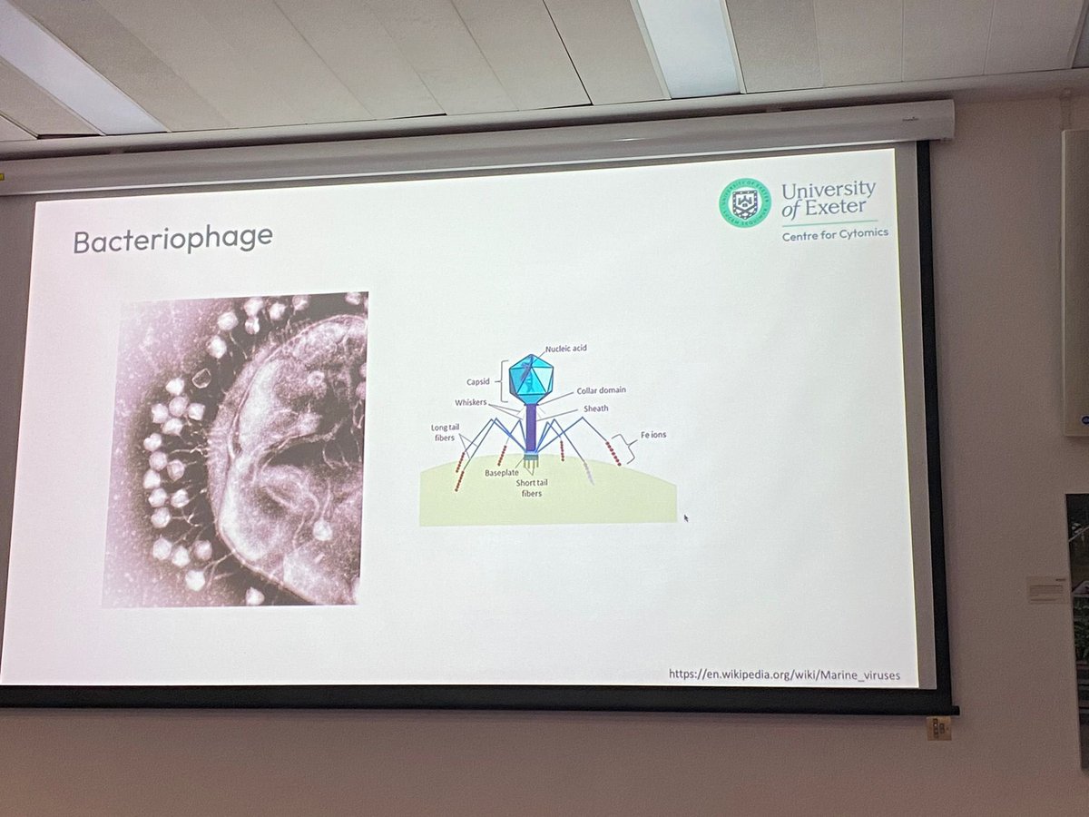 RaifYuecel's tweet photo. From micro to cosmic: the journey of unleashing biosciences and beyond through #ImagingFlowCytometry @UniofNewcastle We dived into non-traditional Cytometry applications with lively discussions.
@UoEXCC @UoEBiosciences @UofE_Research @ivy_dambuza #flowcytometry #cytomics #exeter https://t.co/rkjN2FJYHE