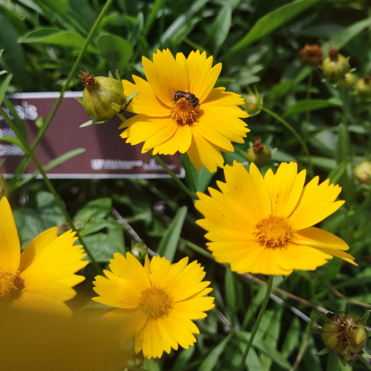 As a vital part of our food supply, we at Earth's Ally are committed to protecting our pollinators and donate 5% of profits to <a href="/Pollinators/">Pollinator Partnership</a>, the world’s largest non-profit dedicated exclusively to pollinator conservation, education, and research.