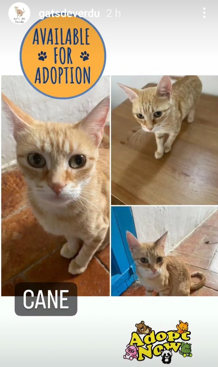 Solopar53137293's tweet photo. #Urgent #Verdu  #adopcio conjunta. Gata super carinyosa de carrer. Li han xafat dos cries i volem salvar la única que queda i la mare. Actualment están en una casa, però l'adopció no es bona 🤷🏼‍♀️  Contacte, Gemma; ☎️ 655256316 #XarxaBarcelonaAdopcions #XarxaCatalunyaAdopcions https://t.co/aFltJejGXt