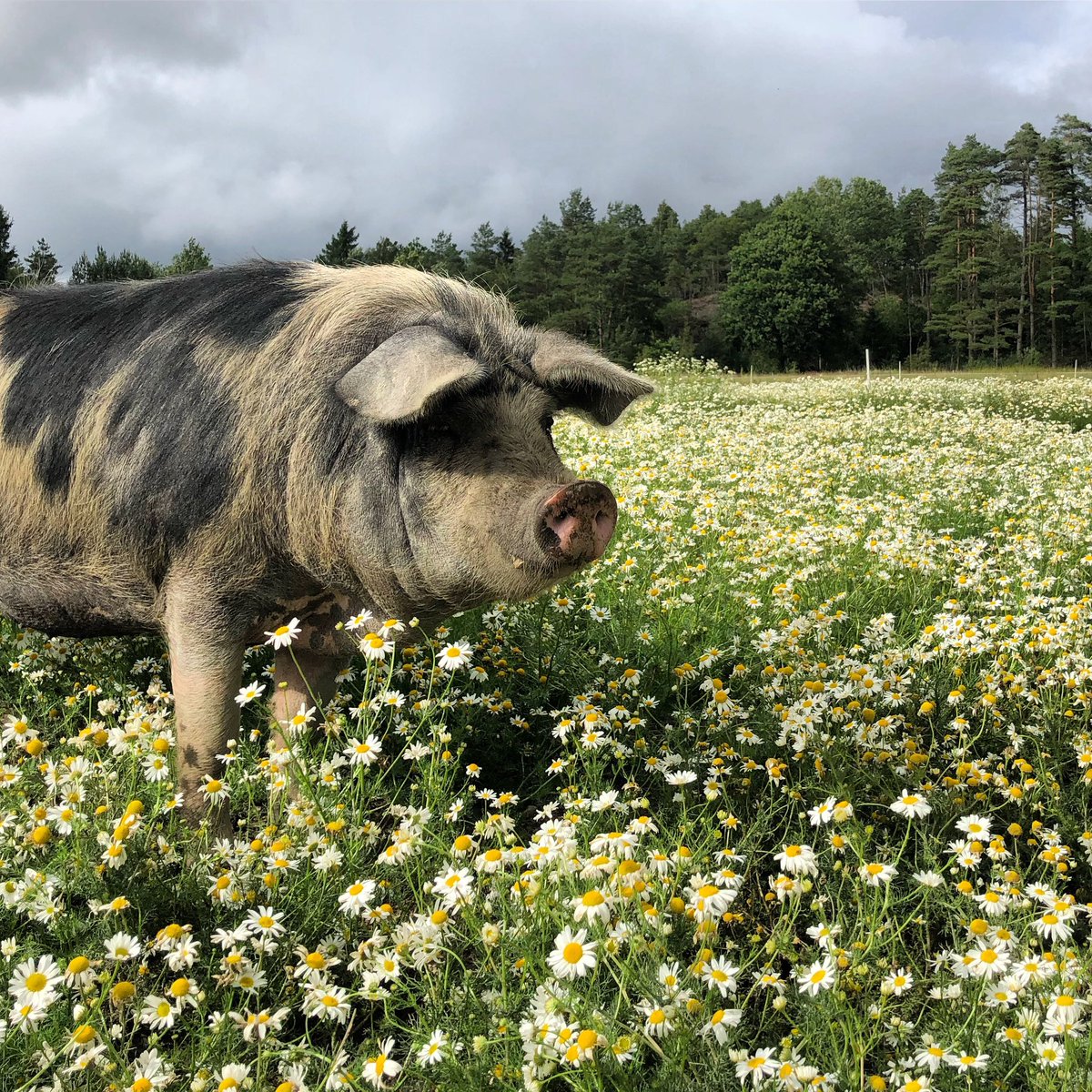 I vår ursprungsmärkning hos Lyckliga Grisar ingår alltid ett foto på hur det faktiskt ser ut. Jag är stolt att visa hur mina grisar lever sina liv. Borde det vara ett allmänt krav eller har möjligtvis industrin något dom inte vill att konsumenterna ska få se? #gårdintefabrik