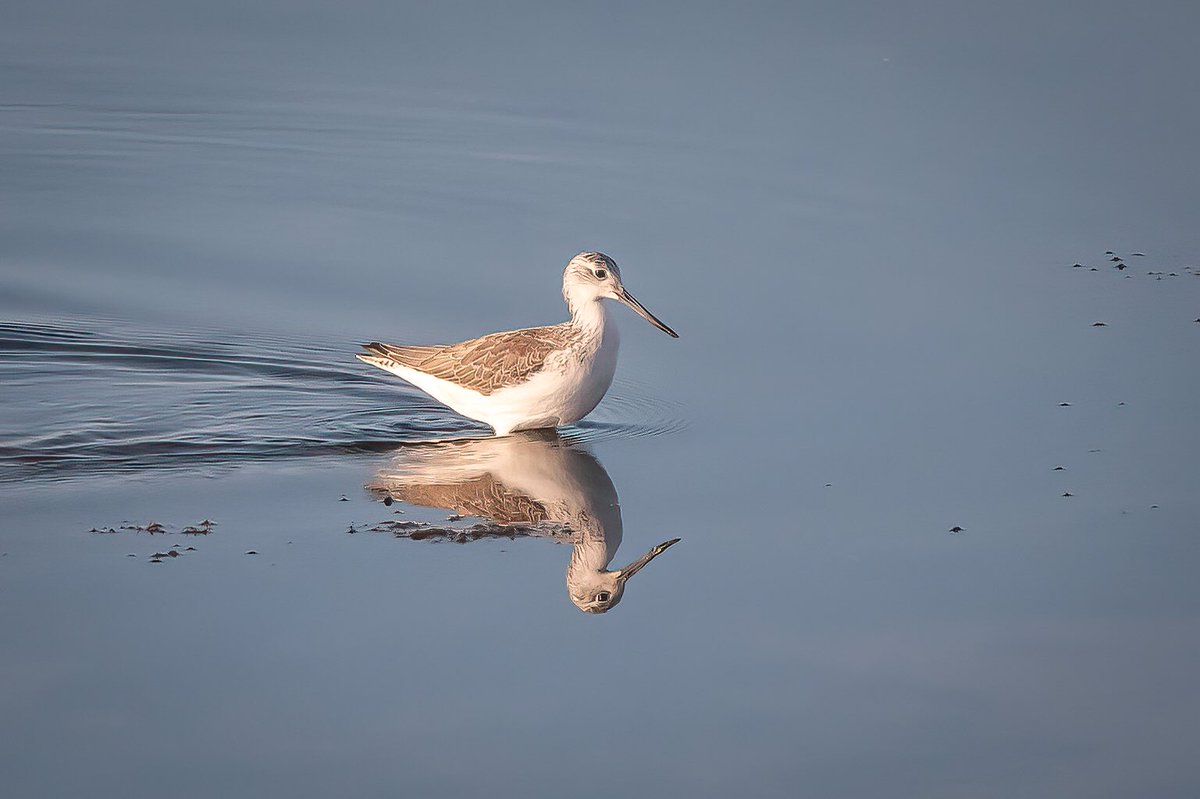 Common greenshank