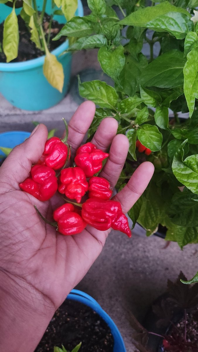 TruthaboutRoni_'s tweet photo. Everyday I harvest what I have sowned! Scropion Trinidad Moruga Peppers. Todays harvest π±πΆ #TuesdayFeeling #SaveYourSeeds #GrowthComesInManyForms https://t.co/SdHFDTDW1e