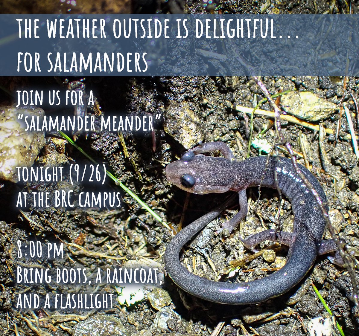 BlueRidgeConservancy tweet media