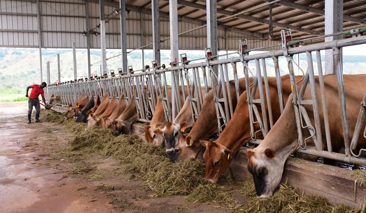 RwandaAgriBoard's tweet photo. RAB,@RoyalShowground ,in collaboration with @dyneval ,are providing training to RAB staff on using Dynescans, mobile devices for bovine semen analysis. The initiative aims to improve the efficiency of semen quality assessment at district&amp; field levels, ensuring instant results. https://t.co/G6NCYg8dW0