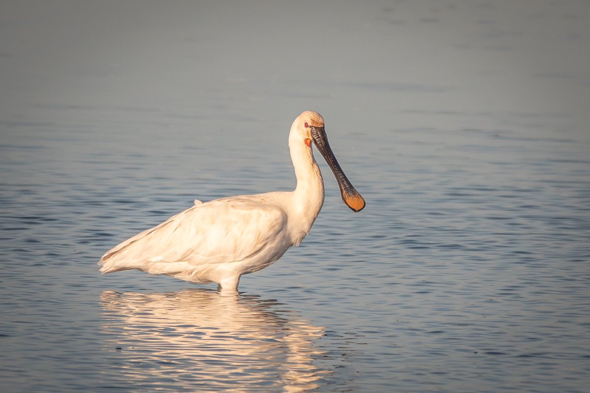 Spoonbill