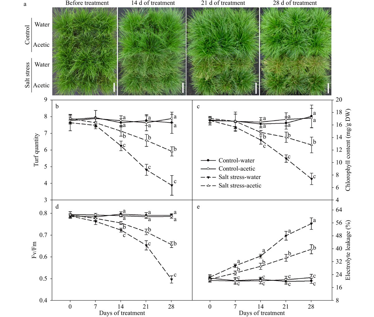 Acetic acid treatment in perennial ryegrass helps mitigate salt stress by regulating ion balance, reducing oxidative stress, and modulating hormone synthesis. Promising findings for plant resilience! #SaltStress #HormoneRegulation Details:maxapress.com/article/doi/10…