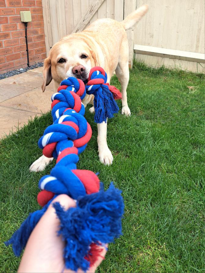 GorPets's tweet image. 🐶 Marley's tugging game is on point with our GorPets Tugger! 💪 Let the fun begin! #TuggerTime #GorPets