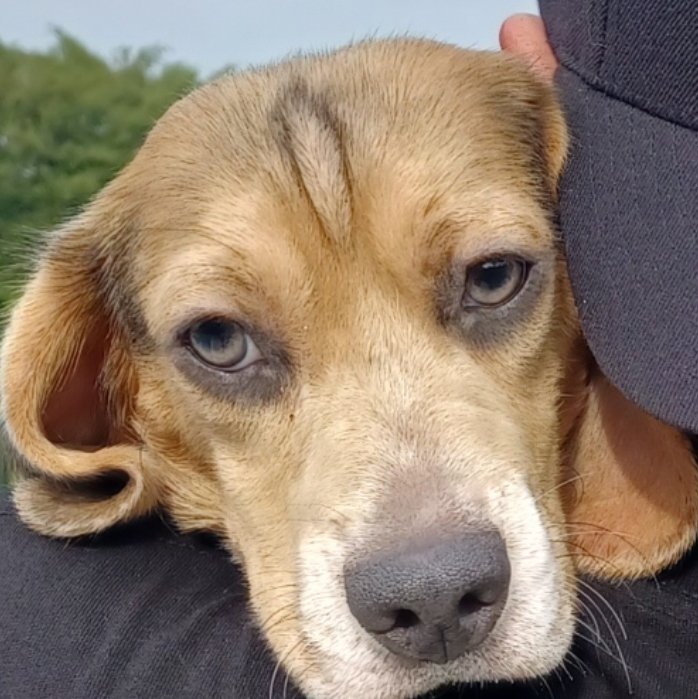 GmGm 🌞 🥣 Web3

It's time to meet the newest family member <a href="/cerealclubnft/">Cereal Club</a> 

He was adopted on Sunday. His name is Toby, and he is a Beagle🐶

Toby is looking for some #puppies to be friends with🐕

Who rescued who???

Mornings never looked this good 🌄