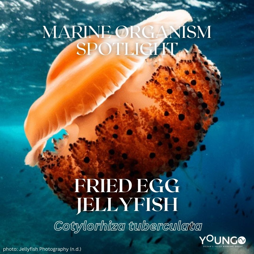 Oceans_Voice's tweet photo. This weeks Marine Organism Spotlight: Fried Egg Jellyfish 🪸🌊

Swipe left to see some fun facts about this interesting creature !

 #jellyfish #savemarinelife #marinebiology  #deepsea #unfccc #conservation #youngo #immortaljellyfish

1/2 https://t.co/N643lyXlWA