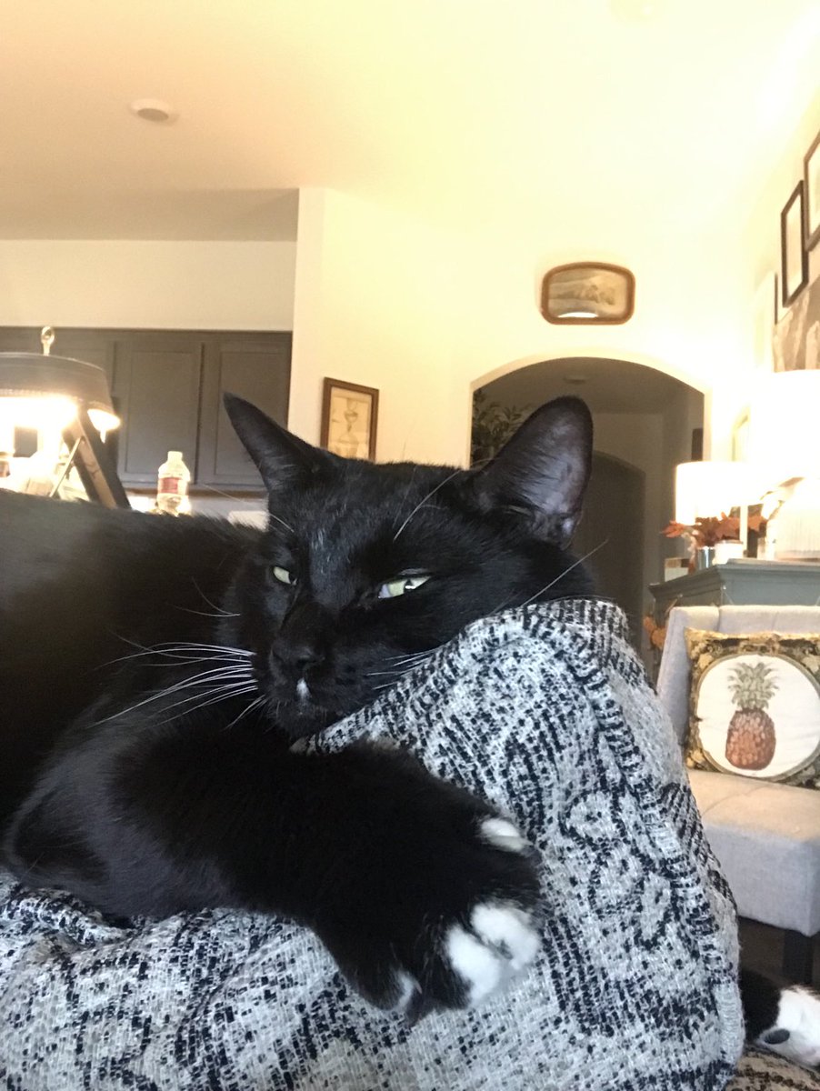 ImBuzztheCat's tweet image. Tuesday’s Cool Cat🐾
#CatsOfX #XCats #cats #CatsOfTwitter #catslovers #Hedgewatch #TuesdayMorning #TuesdayVibesv#TuesdayThoughts