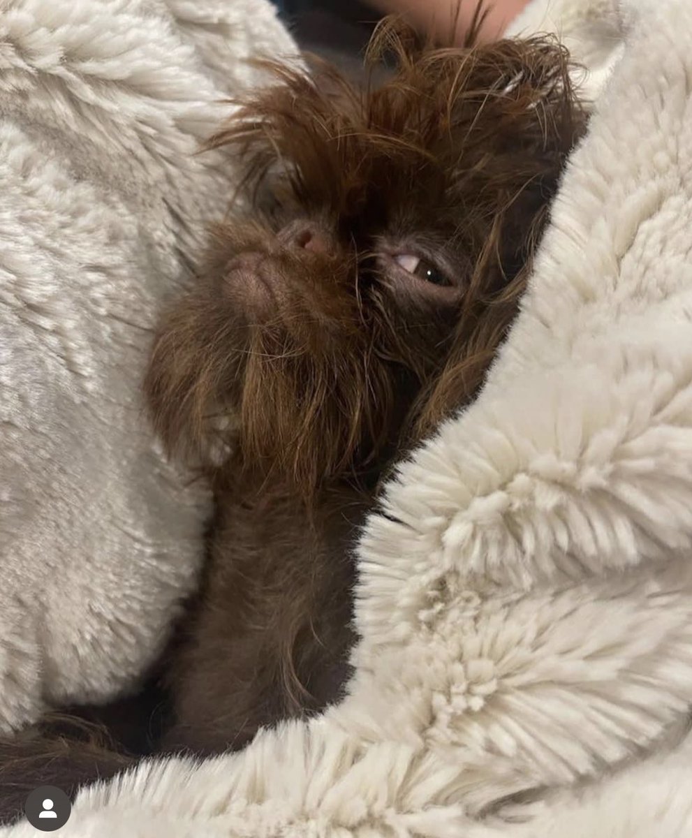 Razones por las que necesito un Grifón de Bruselas: