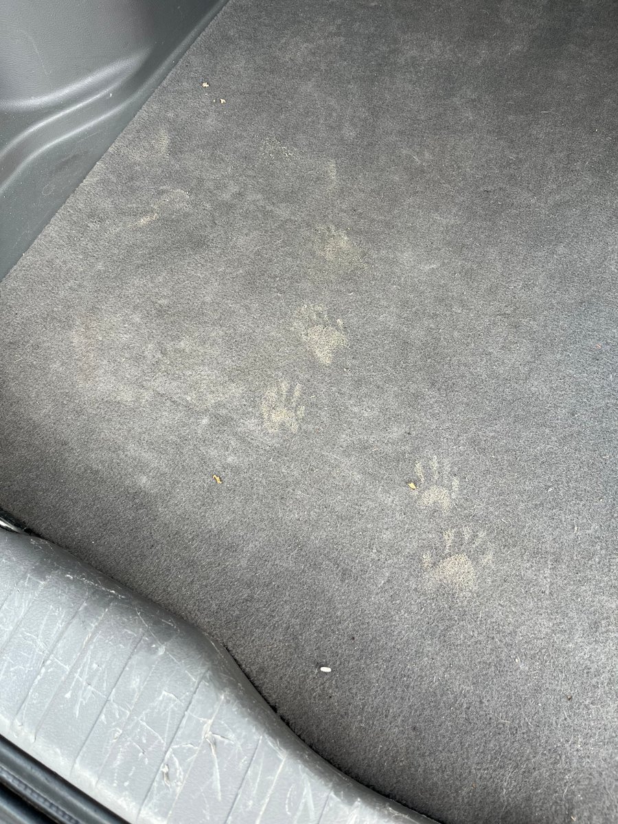 Things that can happen when you leave your car at a body shop in Chalmette: you get it back with raccoon tracks in the trunk