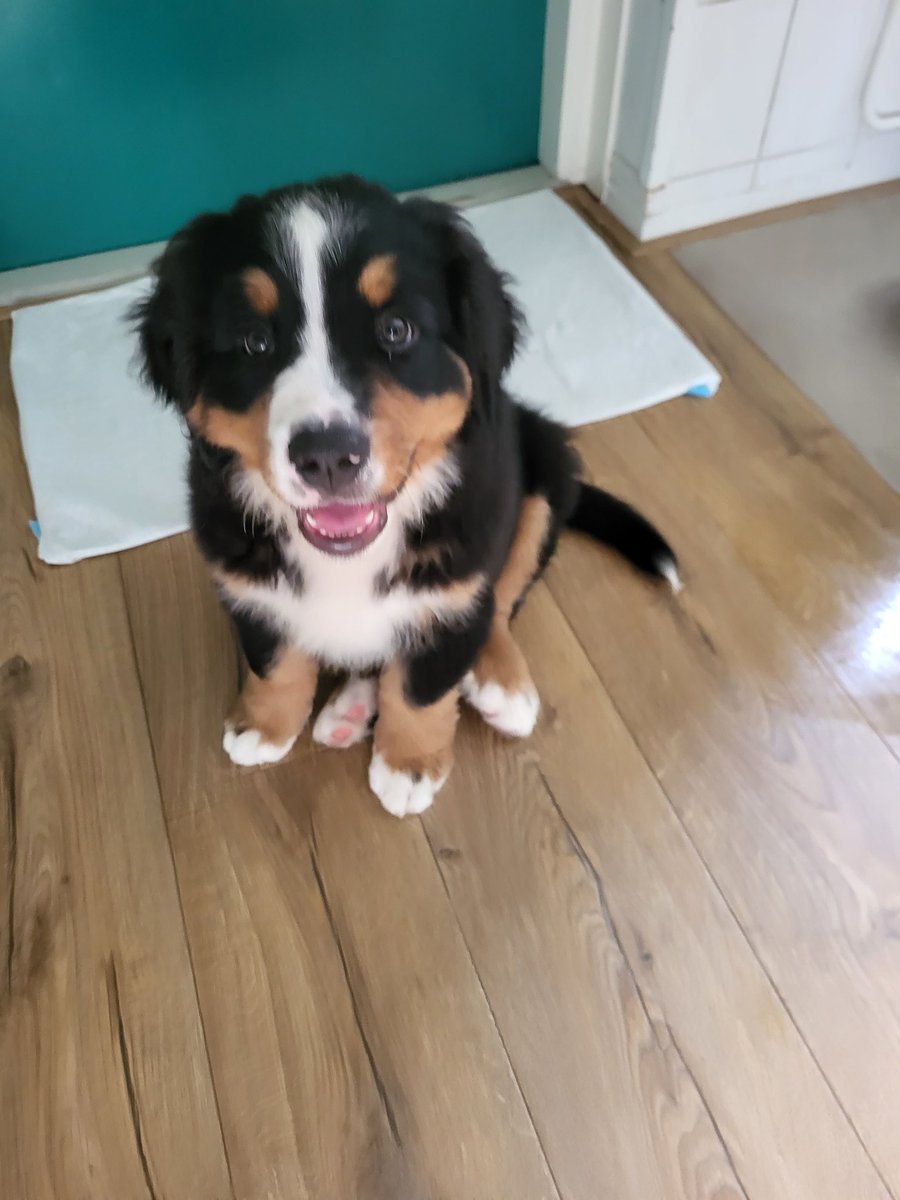 RenataFCG's tweet photo. Op "puppy kraamvisite" bij deze lieverd.Pupje #Balou van 11 weken van/bij mijn ouders.😍Hoewel ik mijn beste vriend Sandor en vriendinnetje Gina nog steeds verschrikkelijk mis en nooit zal vergeten,geeft hij toch weer troost,glans,liefde&de nodige reuring.Ik ben weer verliefd..🥰 https://t.co/VJVphwqAho