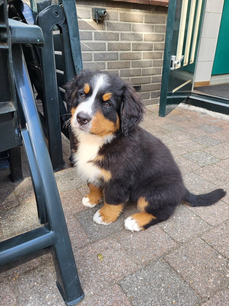 RenataFCG's tweet photo. Op "puppy kraamvisite" bij deze lieverd.Pupje #Balou van 11 weken van/bij mijn ouders.😍Hoewel ik mijn beste vriend Sandor en vriendinnetje Gina nog steeds verschrikkelijk mis en nooit zal vergeten,geeft hij toch weer troost,glans,liefde&de nodige reuring.Ik ben weer verliefd..🥰 https://t.co/VJVphwqAho