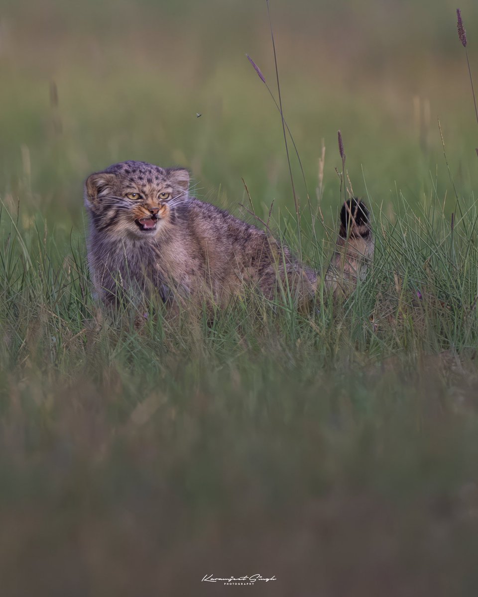 The young Pallas's cat in the process of learning its way in the wild. #pallascat #manul