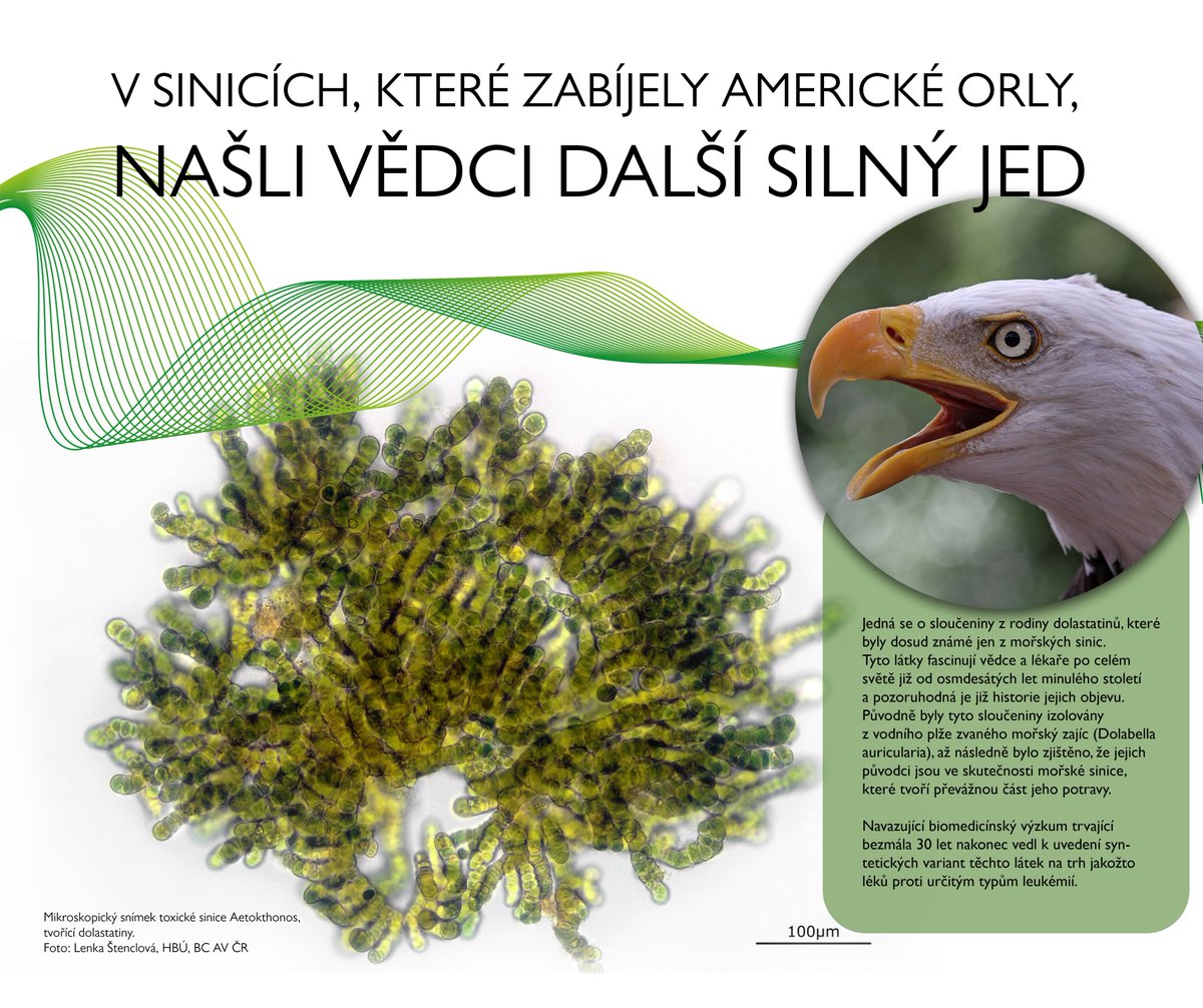 BiologyCentre's tweet image. ☠️V sinicích, které zabíjely americké orly, našli vědci další silný jed!

Mezinárodní tým z @BiologyCentre, z centra #ALGATECH Mikrobiologického ústavu AV ČR a z @JihoceskaUni potvrdil výskyt další silně toxické látky ve sladkovodních sinicích v USA.⤵️

bc.cas.cz/novinky/detail…