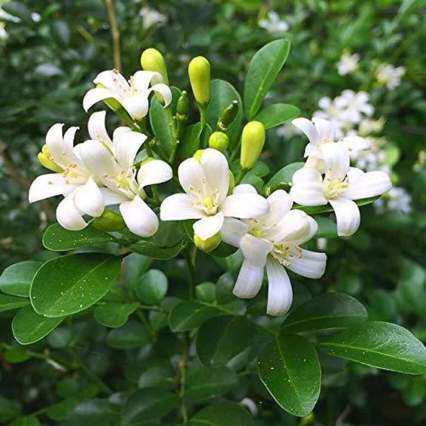 nurserylive's tweet photo. Calcutta Kamini Plant: Relish the exotic fragrance and beauty of the Calcutta Kamini tree.

Checkout:https://t.co/Ltj34NBzEY

#buyplantsonline #nurserylive #onlinenursery #CalcuttaKamini #MurrayaPaniculata #FragrantBloom #EvergreenShrub #PatioPlants #TropicalFragrance https://t.co/MOjoV7JVR1