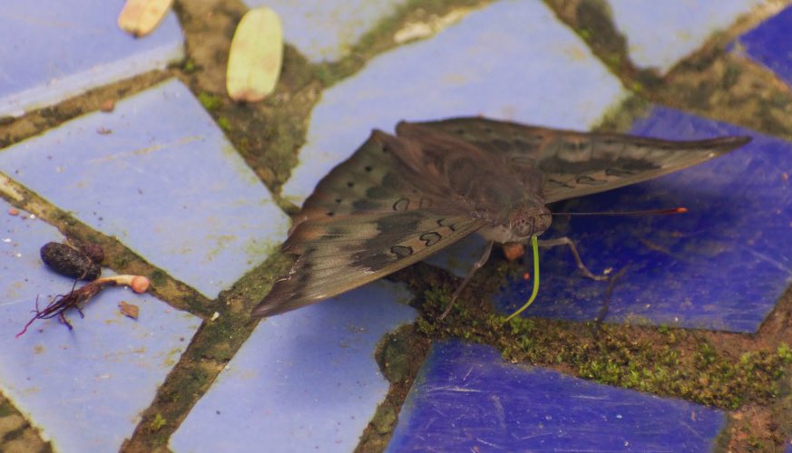 SahirDoshi's tweet photo. Such a striking fluorescent green!

Here seen against the usual olive of the Baron’s wings. I followed Sardar saheb around as it ran its proboscis over various bits of ground.

Question to the pakru public: what is its straw taking in?

#IndiAves #TitliTuesday #Lepidoptera #BugID https://t.co/SiFlU24Fvz