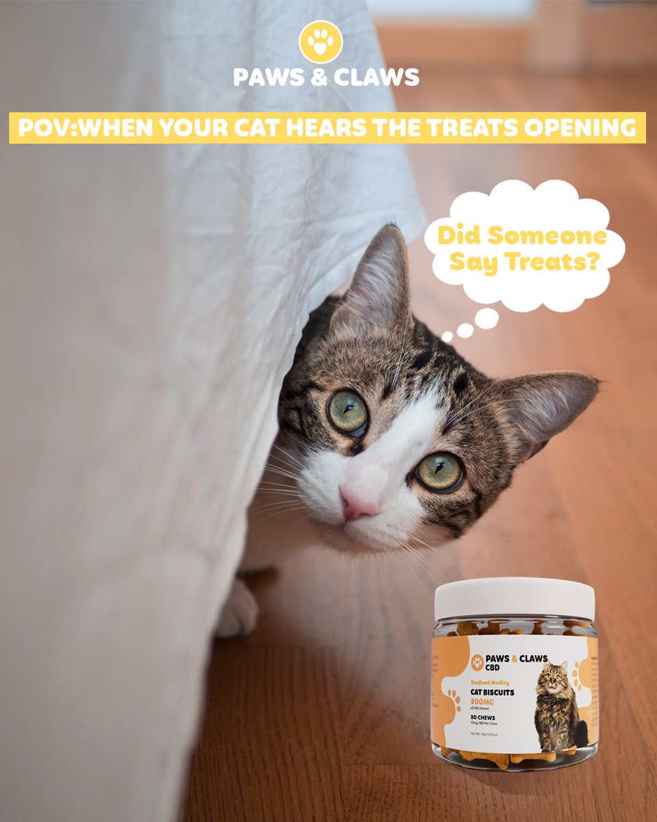 pawsandclawscbd's tweet photo. When your cat hears the treats opening.. 😹
.
#pawsandclawscbd #cbdforpets #petparents #catcbd #cbdforcats #cattreats #catmemes #petlover #cats #cutecats #catlovers #petsarefamily #catmom #catdad #catsoftwitter https://t.co/aAJr7vNKQd