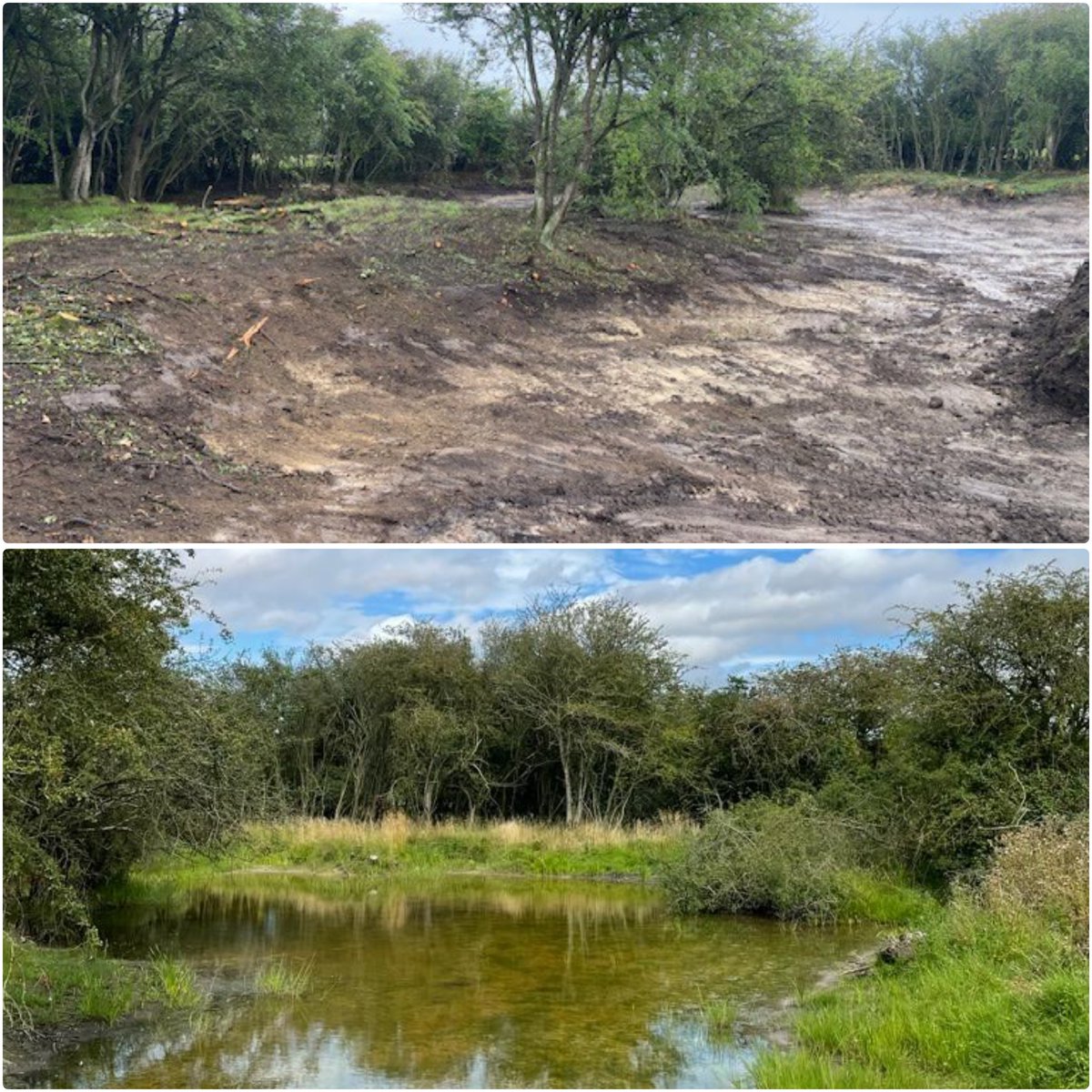 We just LOVE a before & after photo... Overgrown & poached by cattle, this precious site on a unique Norfolk common has become a freshwater oasis within 1 year! All of these amazing plants (Stoneworts, BLPW & more) are from the precious pond seed bank.