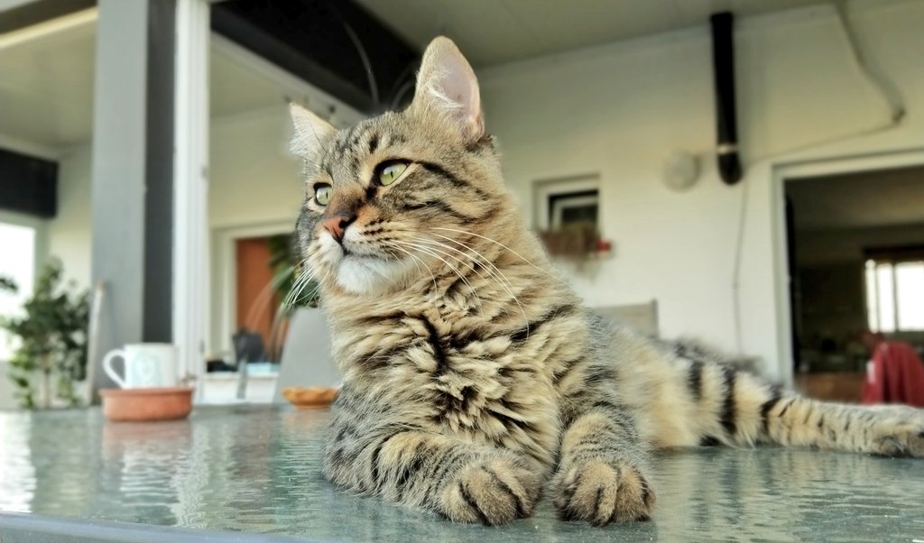 Anlık... Serinledi mi ne? 🐱🤔