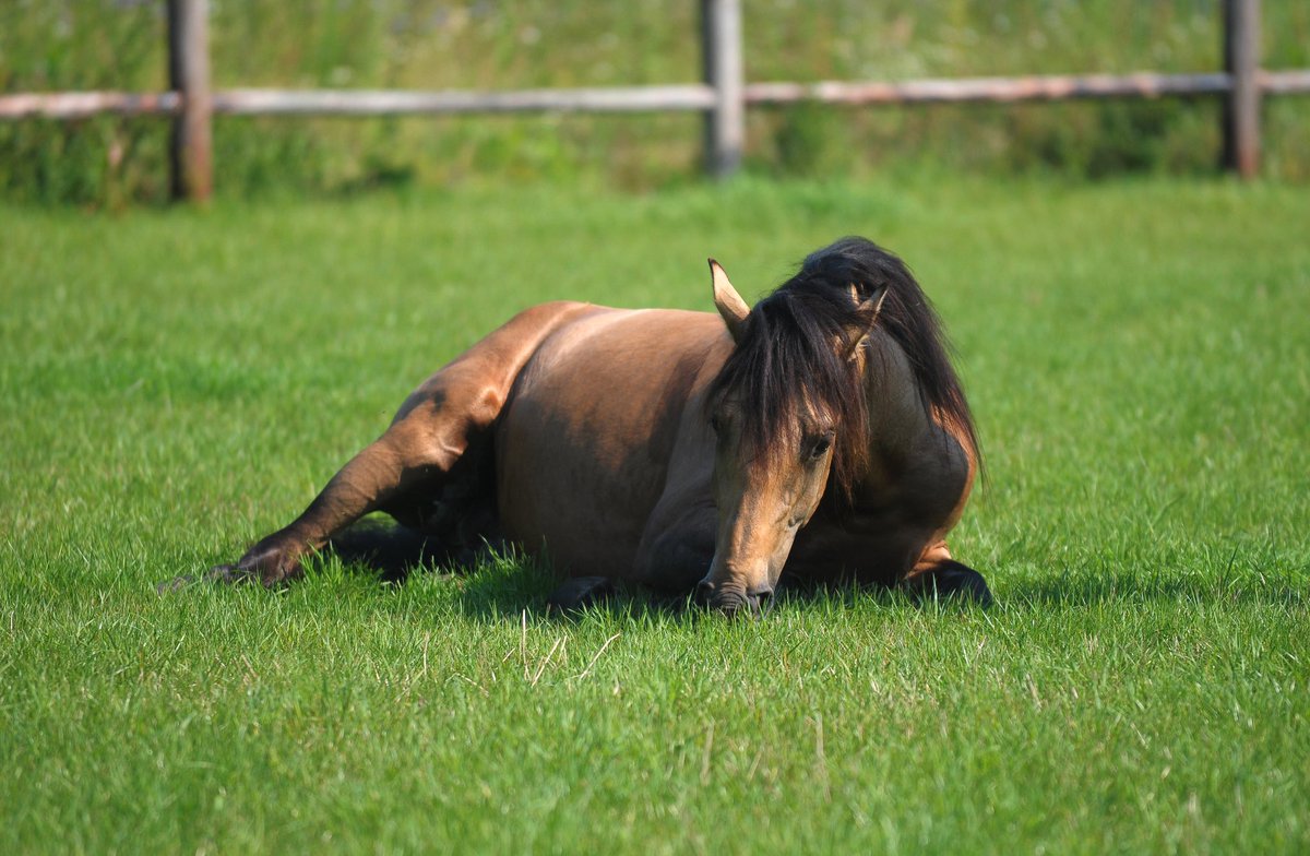 Jouw paard heeft behoefte aan paardengras! De meeste paarden lopen in een weide die geschikt is voor intensieve rundveehouderij. Paarden hebben gras nodig met een laag fructaan (suiker) gehalte en veel structuur. barenbrug.nl/paardenhouderi…
#barenbrug #paardengras #horsemaster