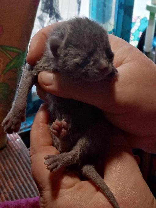 Покажу вам Шурочка с самого начала его жизни у нас-с 1 апреля 2021 года-когда мы нашли пакет с новорожденными котятами-замёрзшими,но живыми.Шурочек и Тося с тех пор живут с нами.На фото Шурик в первый раз видит слепыша Шурочка.Выкармливали их из шприца,пока сами есть не научились