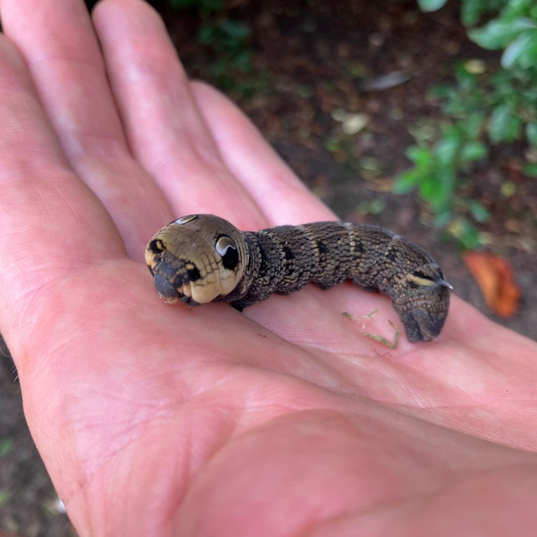 Our technician, Ian, getting up close with the enchanting world of nature during our customer's visit recently 🌱#ElephantHawkMothCaterpillar