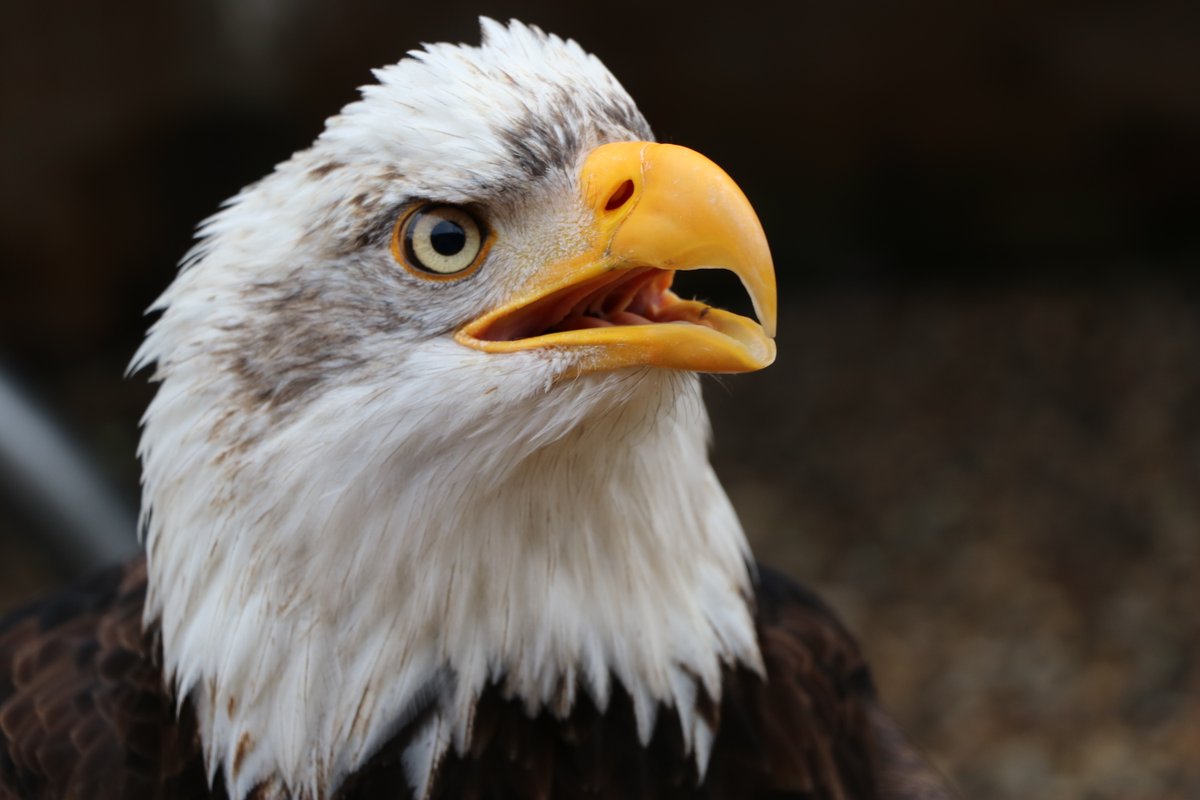 Tuesday Challenge 💭

What is the average wingspan of a bald eagle?

A) 6-7 feet (1.8-2.1 meters)
B) 8-9 feet (2.4-2.7 meters)
C) 10-11 feet (3.0-3.3 meters)

Comment below 👇

#falconryexcurisons #daysoutwiththekids #daysoutuk
#falconer #baldeagle