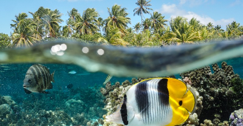 [#JeudiPhoto] Pour la #JournéeMondialeDeLaMer, on vous emmène plonger dans le lagon de #BoraBora !

Tague la personne avec qui tu voudrais partager ce rêve de nager avec les poissons multicolores 🐠

📷 ©Stéphane Mailion