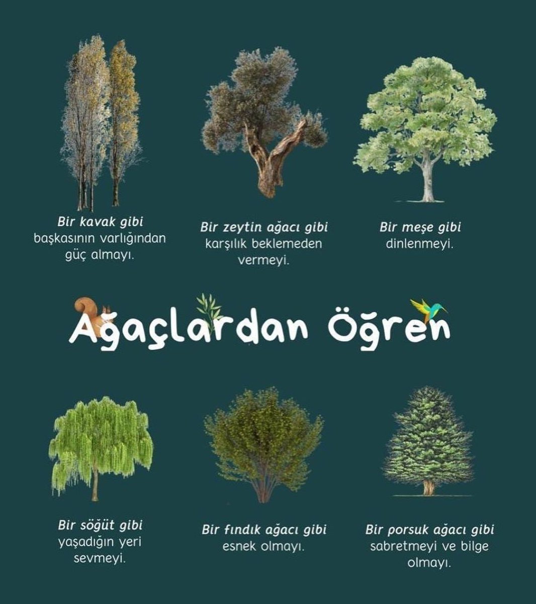 yolvemacera's tweet image. Ağaçlardan öğrenelim.

 #treeeducation #ecology #sustainability #learnfromnature #treelesson #natureteaches