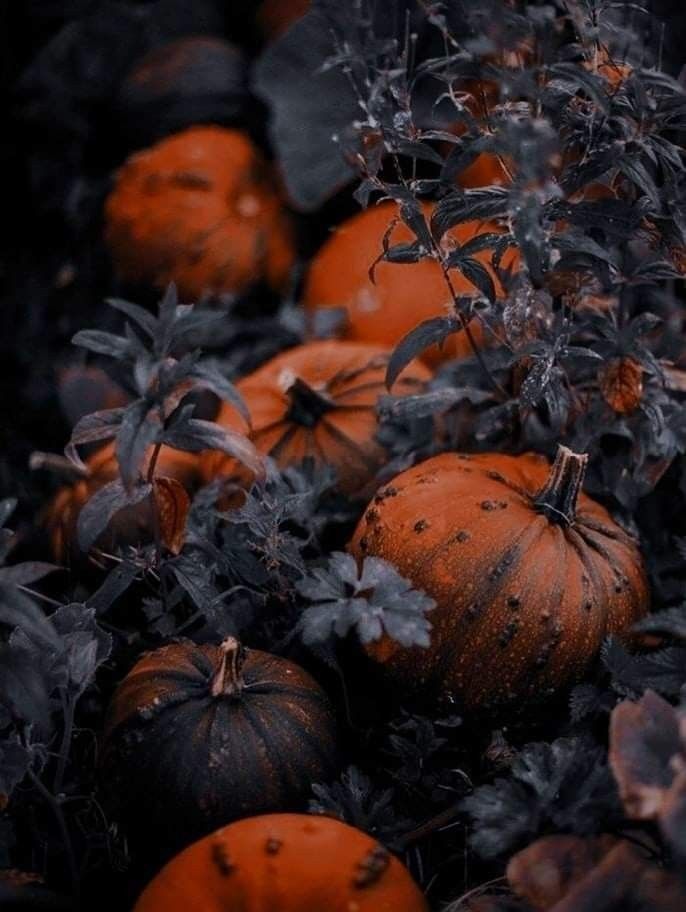 When the sun sets, the pumpkins get spooky 😊
🎃🍂🎃🍂🎃🍂🎃🍂🎃
#Halloween