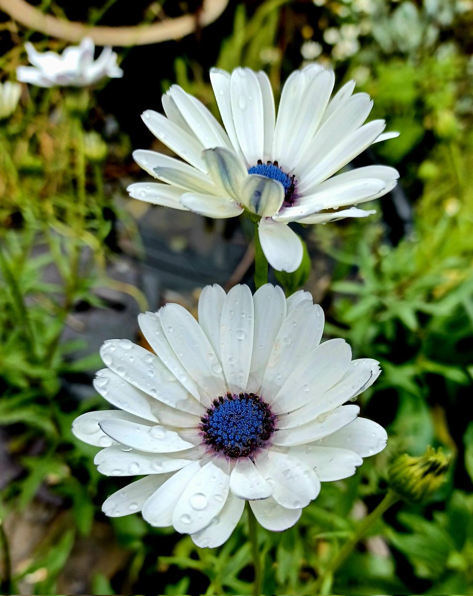 Rainy day daisies #TuesdayBlue 

#GardeningTwitter