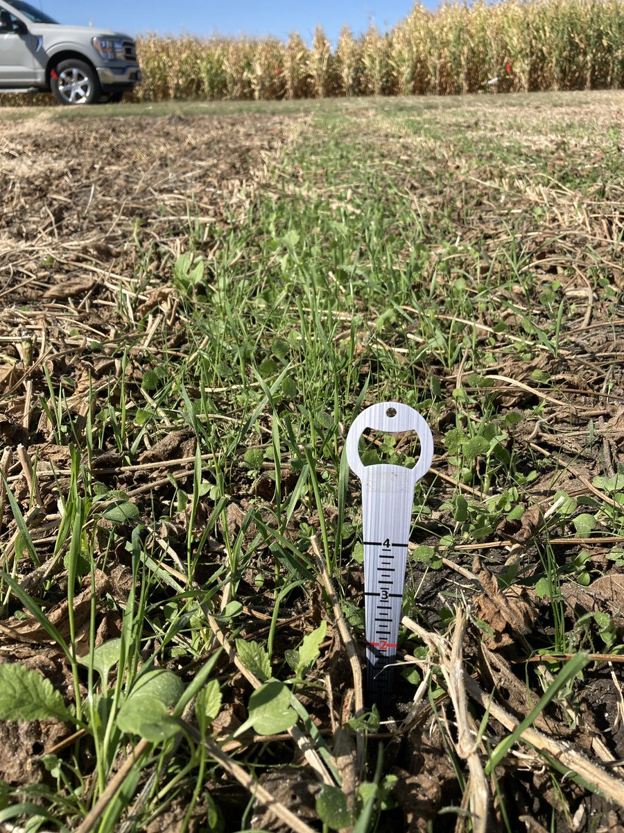 RosaCropCA's tweet photo. Mix of #covercrops containing crimson clover + nitro radish + annual ryegrass + winter wheat. Tested several planting timings during soybean growth. This in one was broadcasted 3 weeks ago. Stay tunned for more @Bayer4CropsGLC @ForGround_Bayer 
#harvest23 #covercrops #interseed https://t.co/CE456leqOH