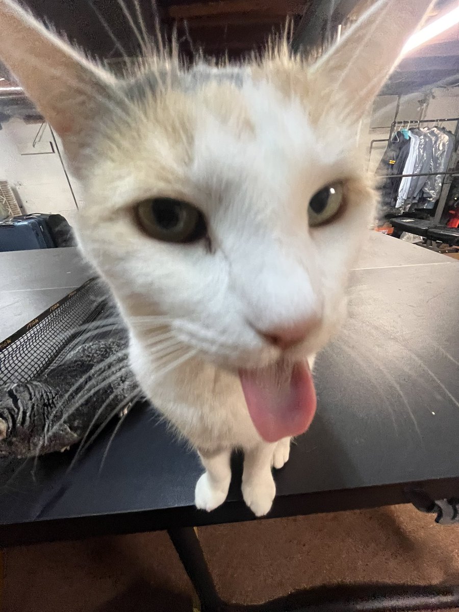 fatfatmillycat tweet media