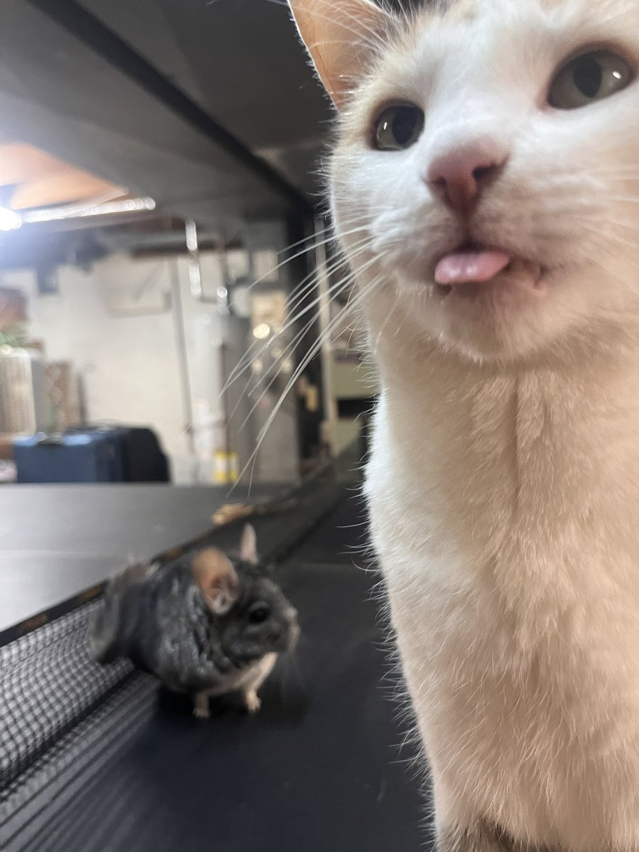 fatfatmillycat tweet media
