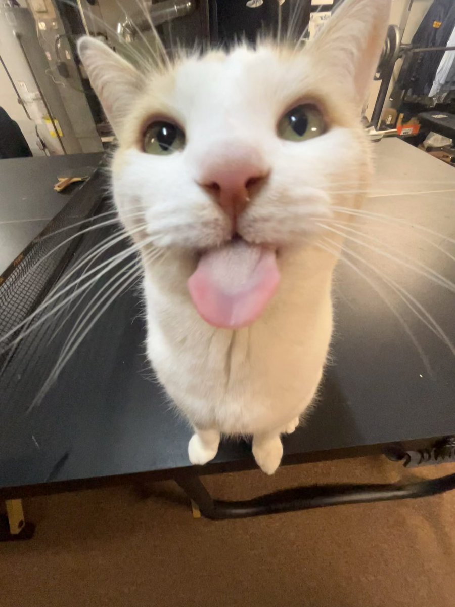 fatfatmillycat tweet media