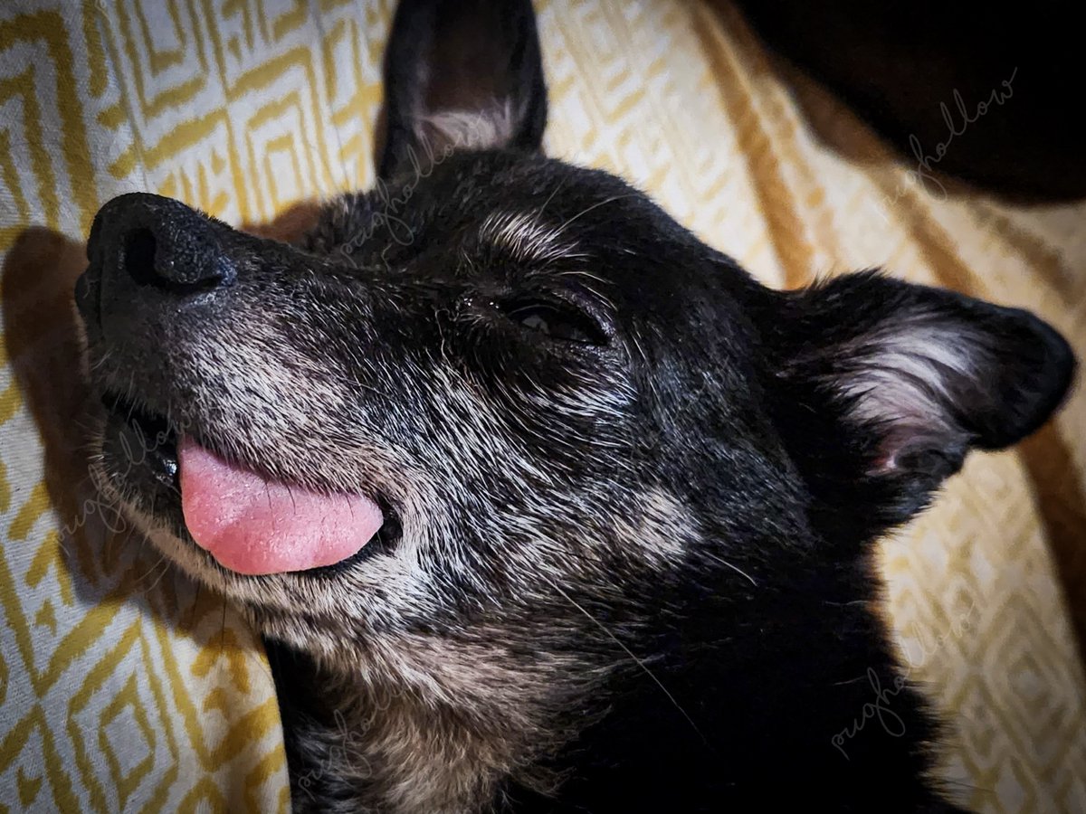 PugHollow's tweet photo. Rotten Dog has the perfect tongue for this Tuesday! #TongueOutTuesday #TOT #RottenDog #OldDog https://t.co/0XSYhHkLi4
