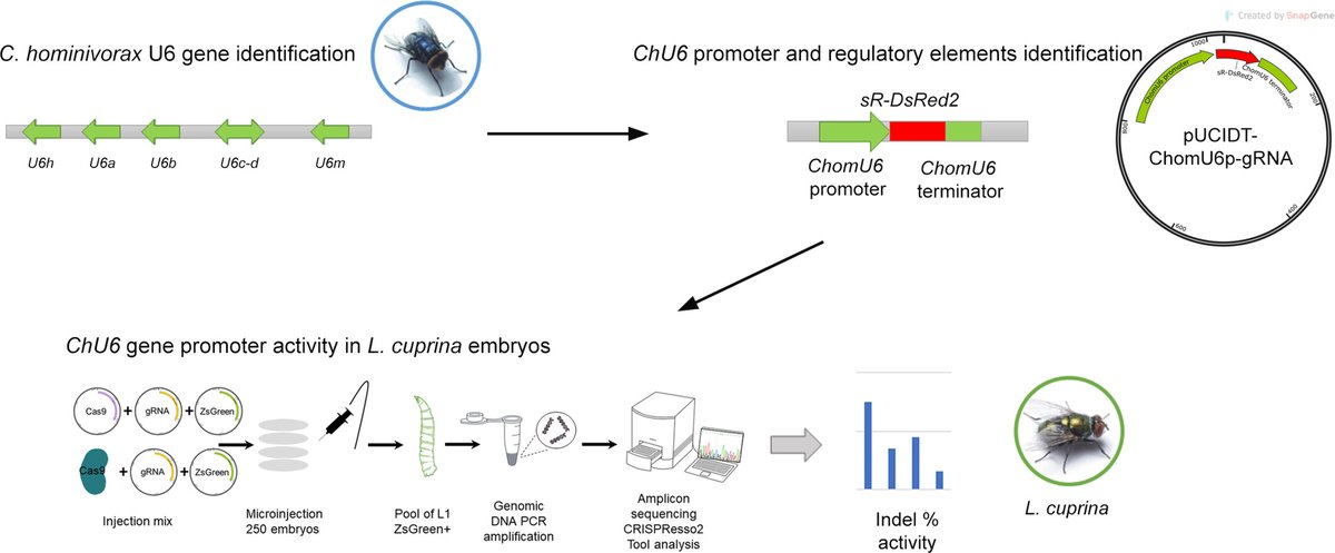 Insect Molecular Biology (@insectmolecbio) on Twitter photo New work from Novas et al. of the the <a href="/Max_Scott_Lab/">Max Scott Lab</a> reports on the identification and functional analysis of Cochliomyia hominivorax U6 gene promoters: doi.org/10.1111/imb.12…
#OpenAccess #CRISPR #Cas9 #Screwworm #U6promoter #GeneEditing New work from Novas et al. of the the <a href="/Max_Scott_Lab/">Max Scott Lab</a> reports on the identification and functional analysis of Cochliomyia hominivorax U6 gene promoters: doi.org/10.1111/imb.12…
#OpenAccess #CRISPR #Cas9 #Screwworm #U6promoter #GeneEditing