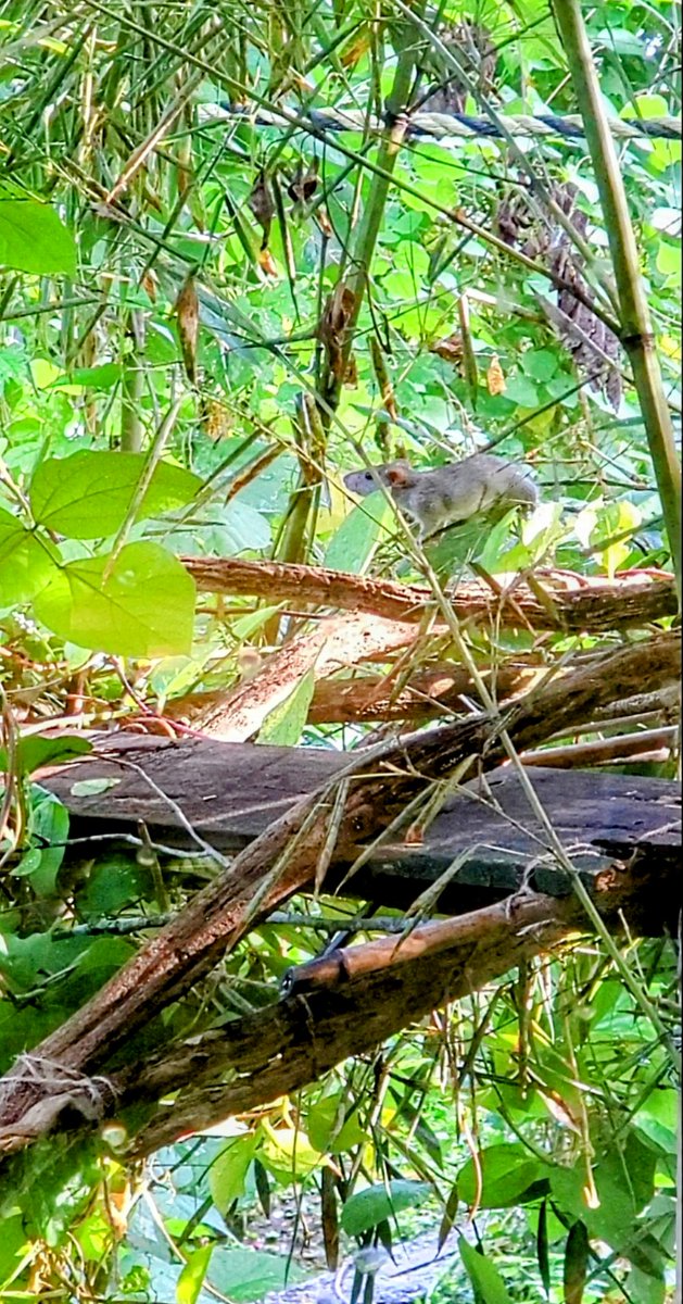 LucyDecker19's tweet photo. Beautiful young Rattie🥰
Hail #Rodentia!! 💕🐀💕 https://t.co/XLFsKPqtl0