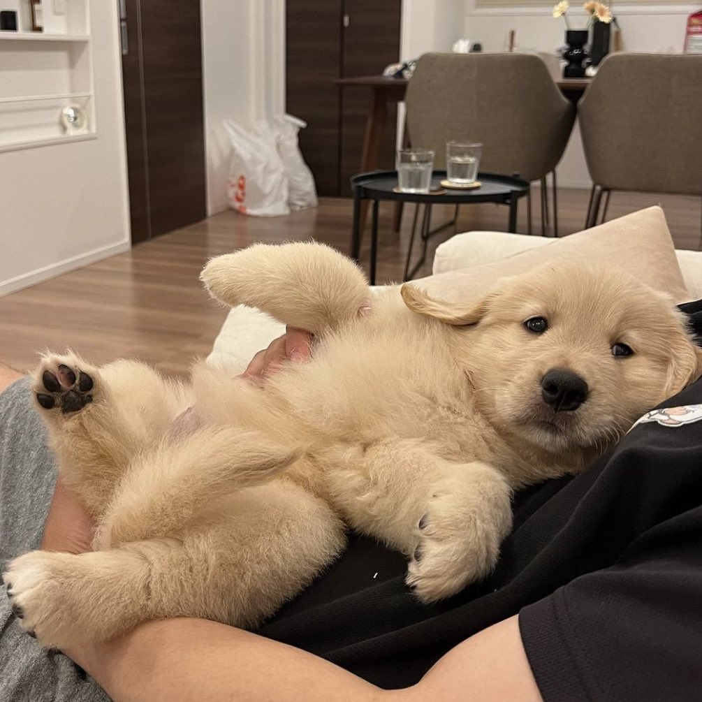 takemybear 🐶 tweet media