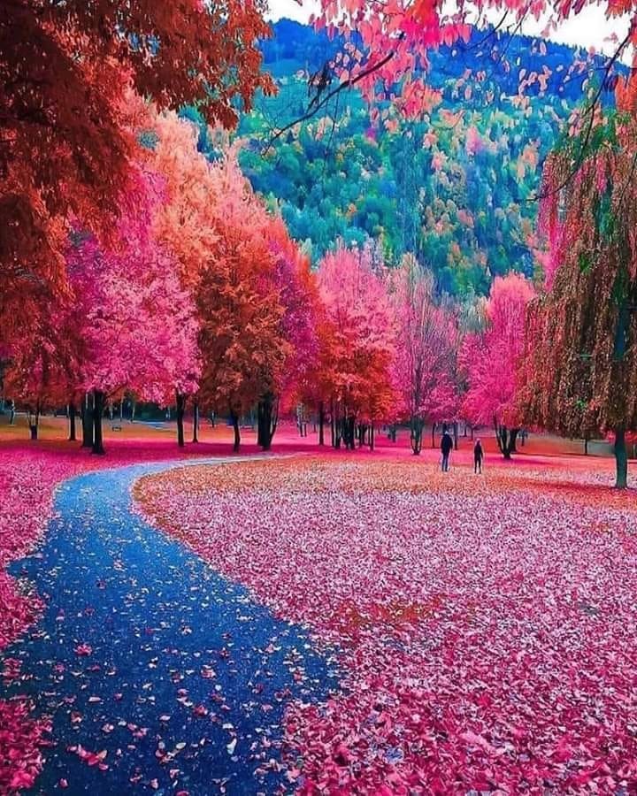 Otoño en Suiza 💜