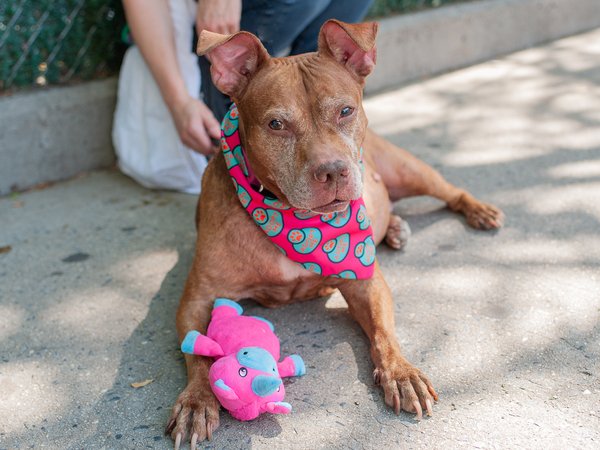 LisaBrabson's tweet photo. URGENT 💔WE have 2darling bonded #senior girls,ADORE &amp; LADII that DESPERATELY NEED OUR HELP! Sweet ,loving girls that only want to live &amp; b loved,not MURDERED! PLZ #ADOPT #FOSTER OR #PLEDGE TO ATTRACT A RESCUE 🛟 #PLEASRT TO SPREAD THE WORD 👇#NYCACC https://t.co/5hJnLFq6Xi