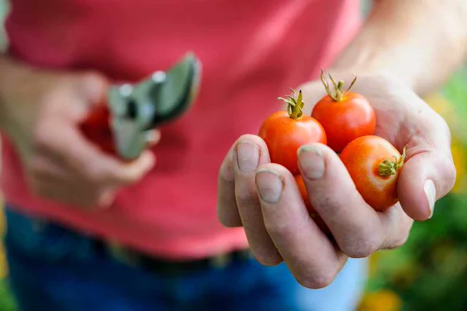 greengategarden's tweet photo. Save the seeds from your favourite tomato plants for next year, in four simple steps! https://t.co/mqKARp8hcn