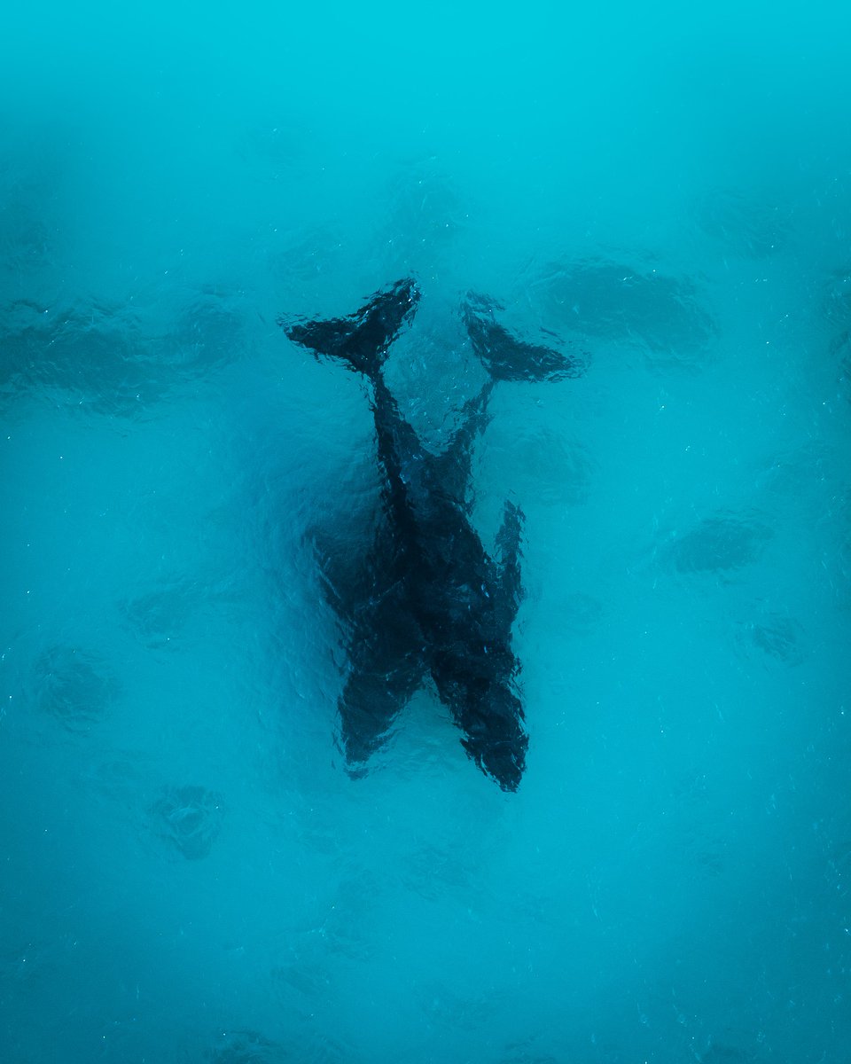 seenbylexo's tweet photo. @Lightroom Loving whales 🩵🩵 https://t.co/VhJwv1z3ip