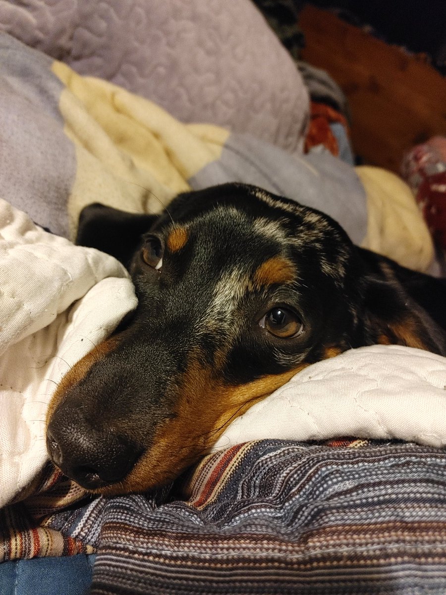 QueenUnyaa's tweet photo. @luxthos I'm late, but here's a Dobby https://t.co/3lLyGaTdS4